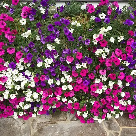 Gaestehaus Wanker Guest house 3*